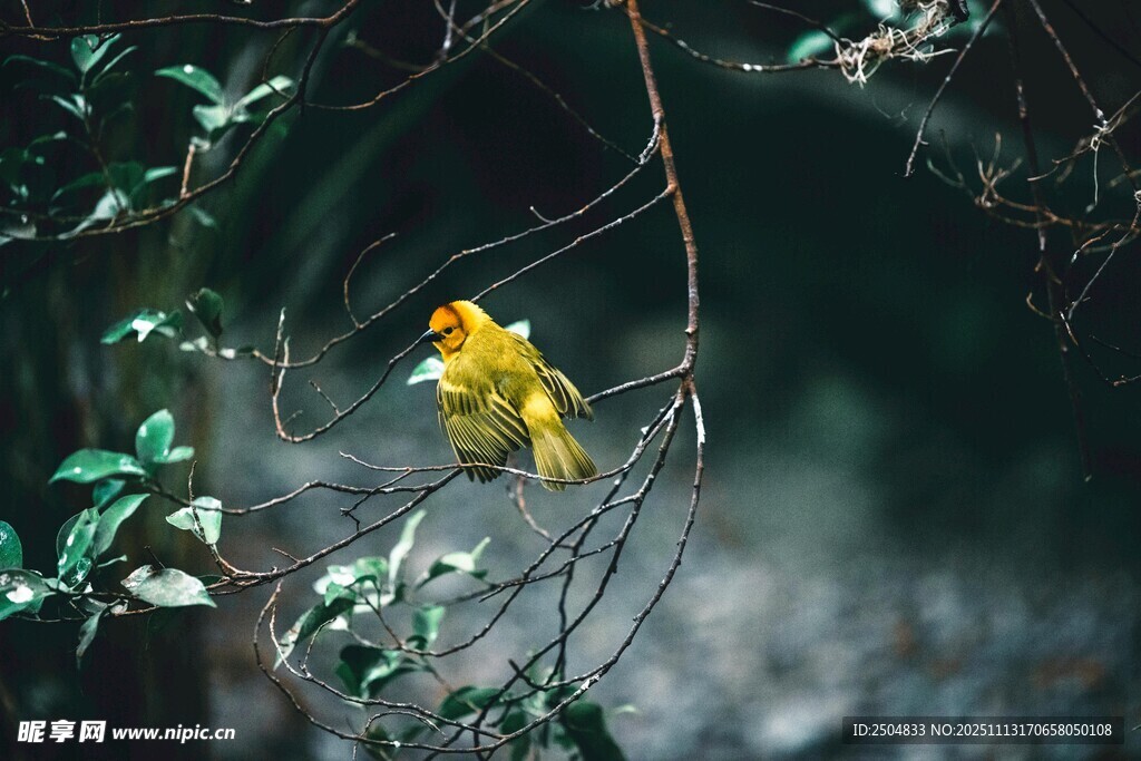 枝头黄鸟栖于绿植间