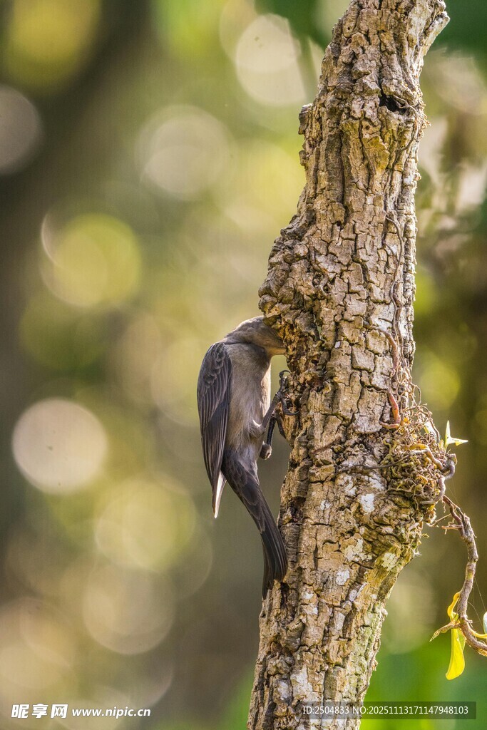 树干上的啄木鸟