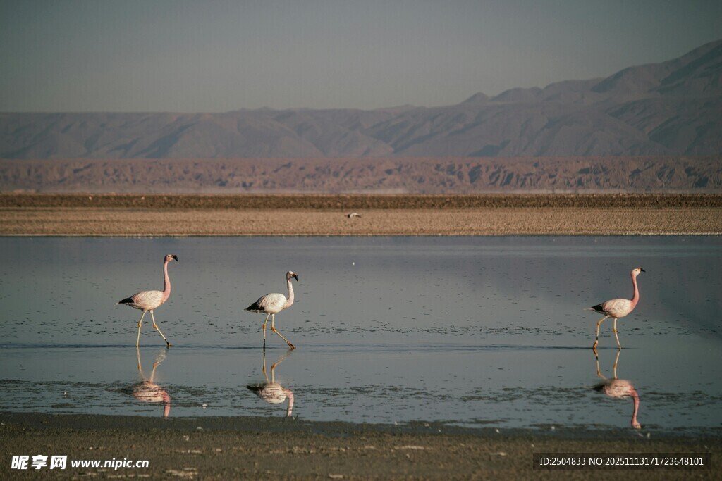 湖畔火烈鸟优雅身姿