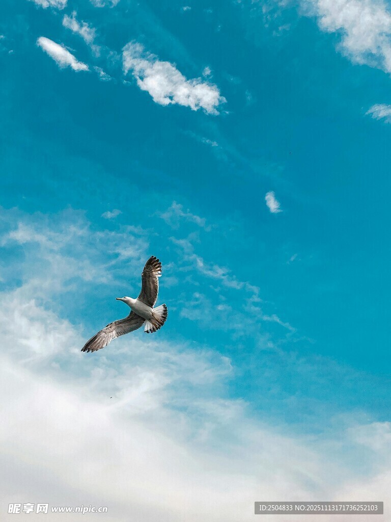 蓝天中翱翔的矫健飞鸟