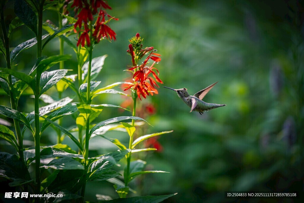 蜂鸟于艳红花朵间飞舞