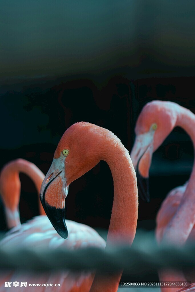 优雅火烈鸟特写