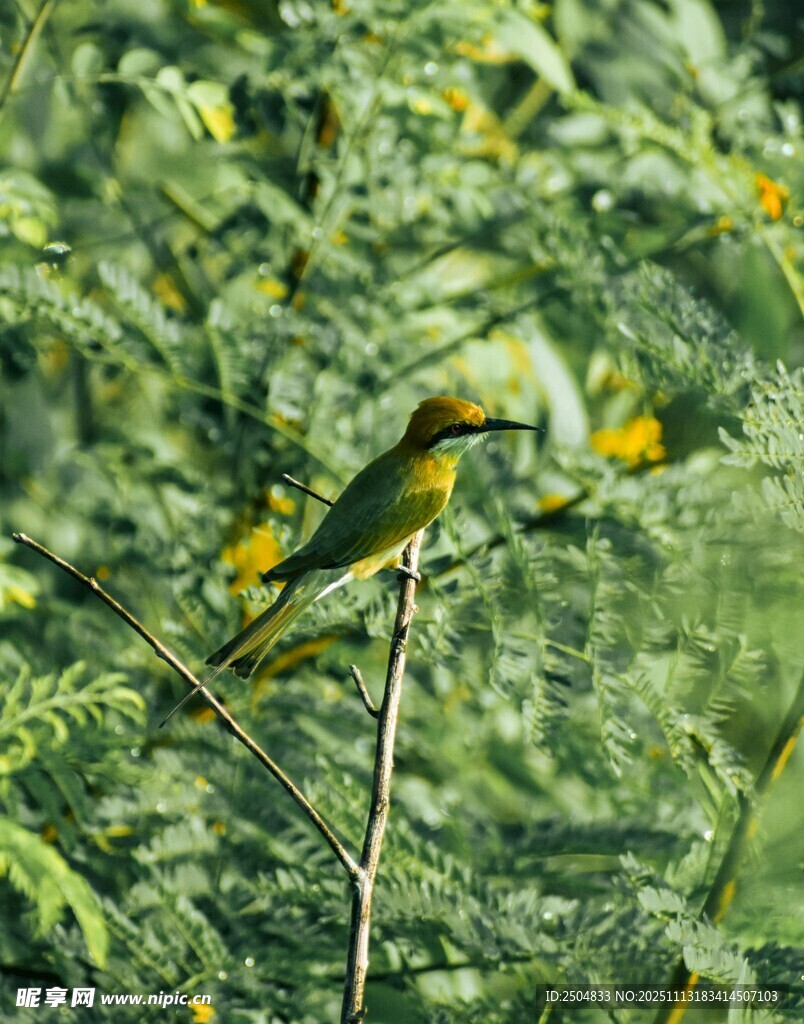 枝头彩鸟栖于葱郁绿植间