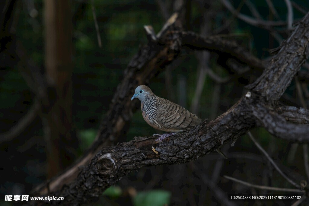 枝头栖息的斑点小鸟