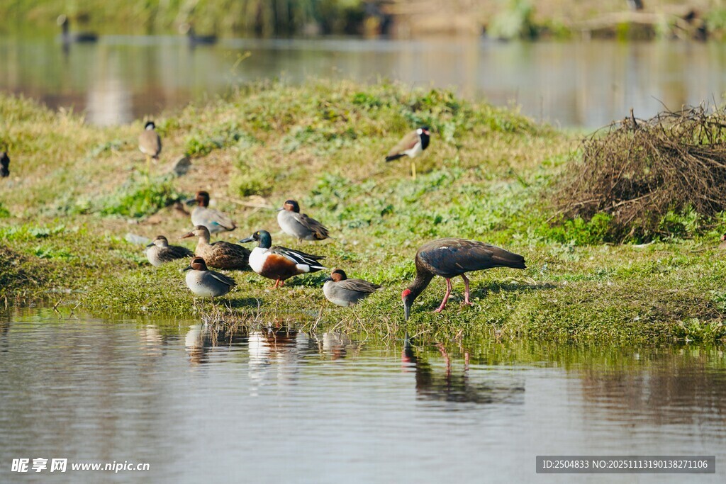 湿地群鸟栖息于水域旁