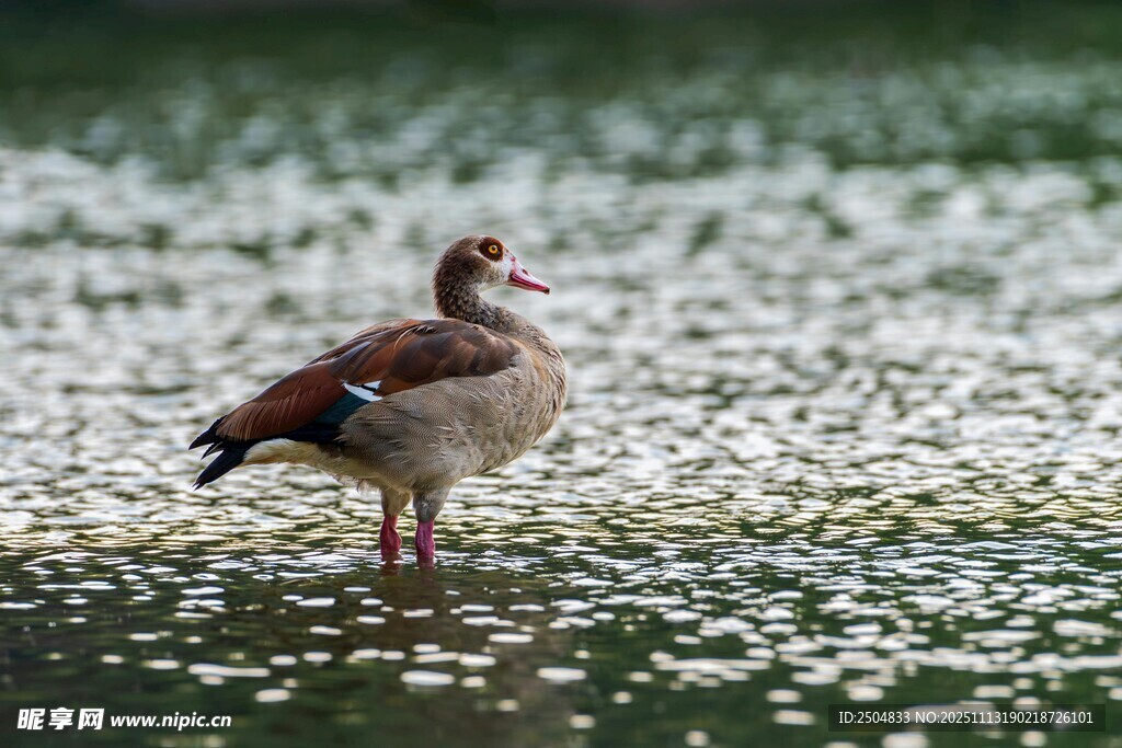 水中站立的埃及雁