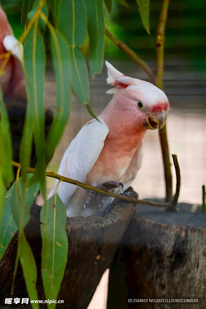粉红凤头鹦鹉栖息于枝头