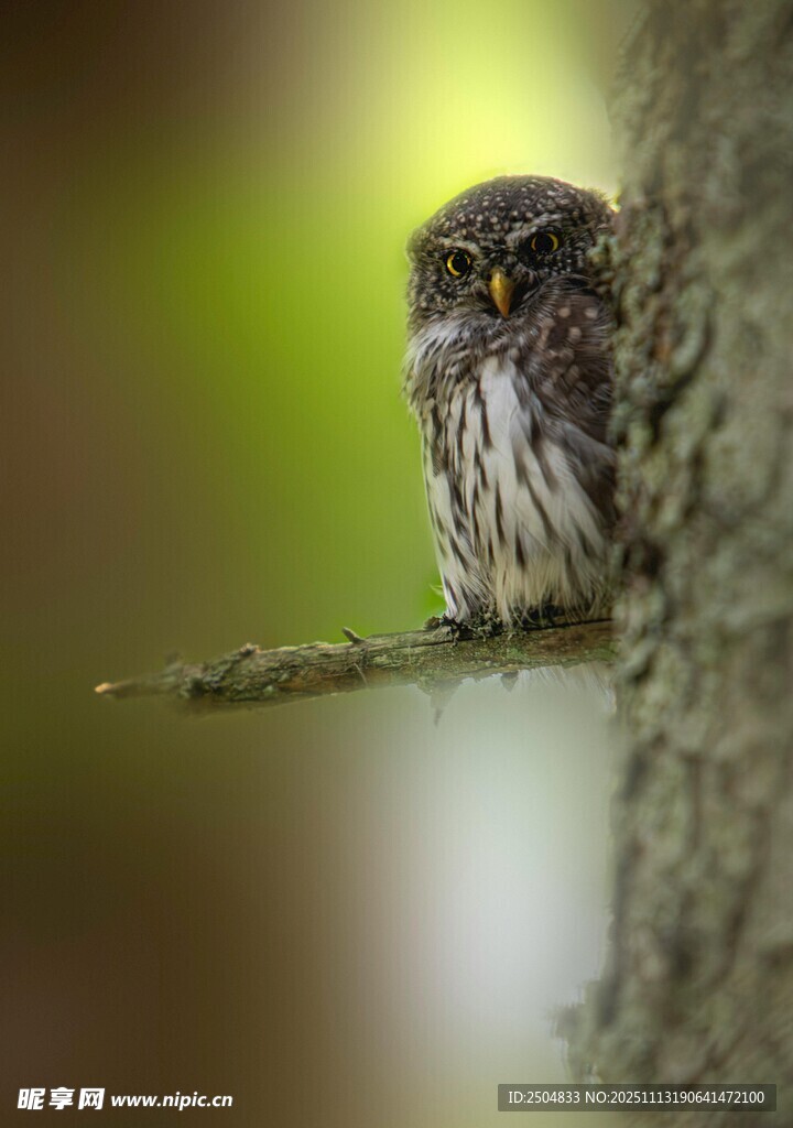 树枝上的小巧猫头鹰