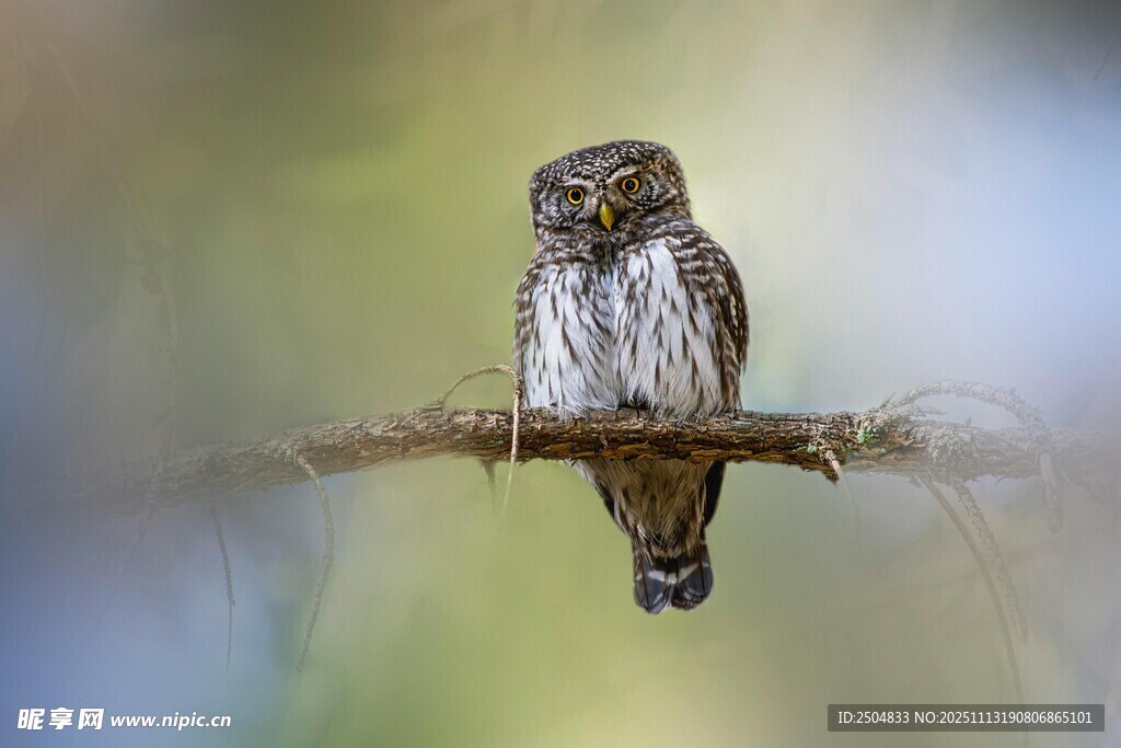 枝头小憩的猫头鹰