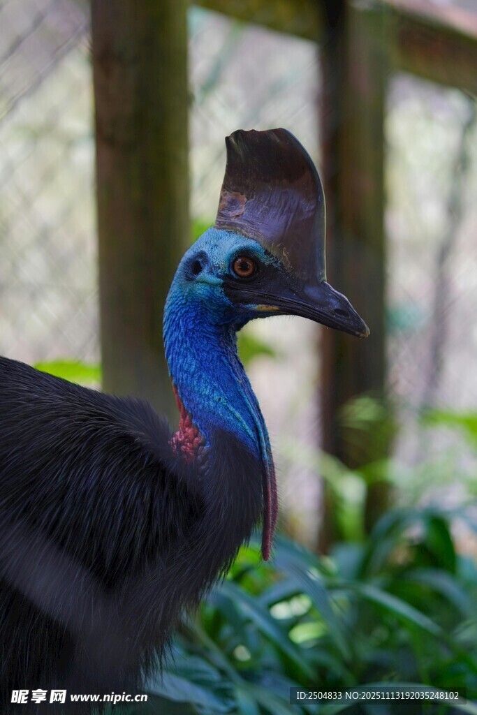 蓝颈羽冠奇异的独特鸟类