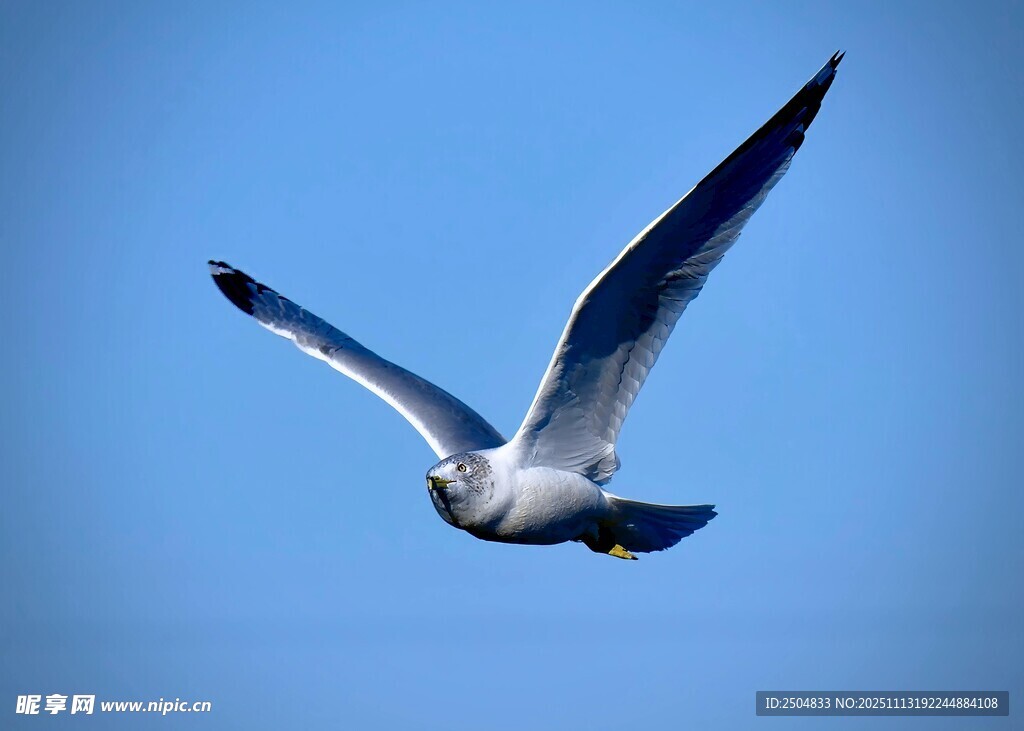 蓝天中翱翔的飞鸟