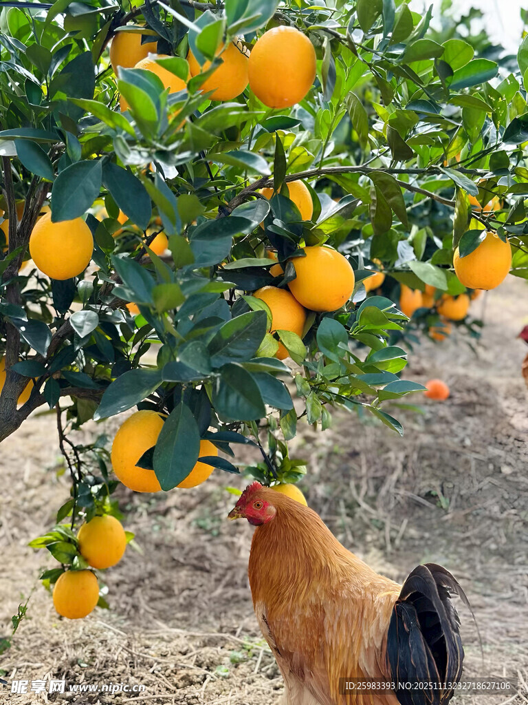 橘园里的公鸡