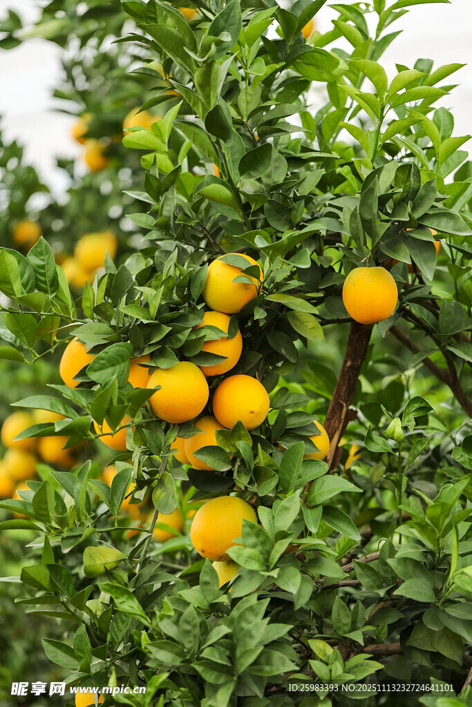 橙子栽培