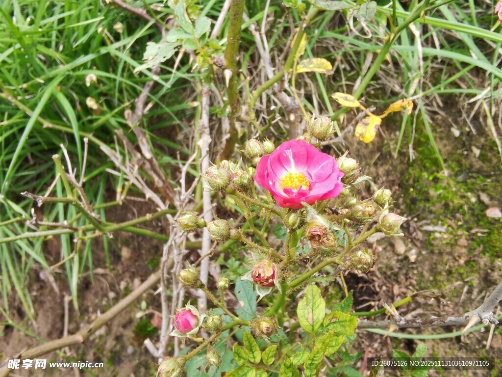 野外绽放的娇艳粉色花朵