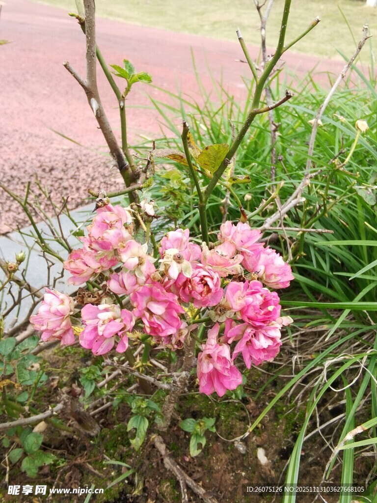 粉色繁花绽放于绿植间