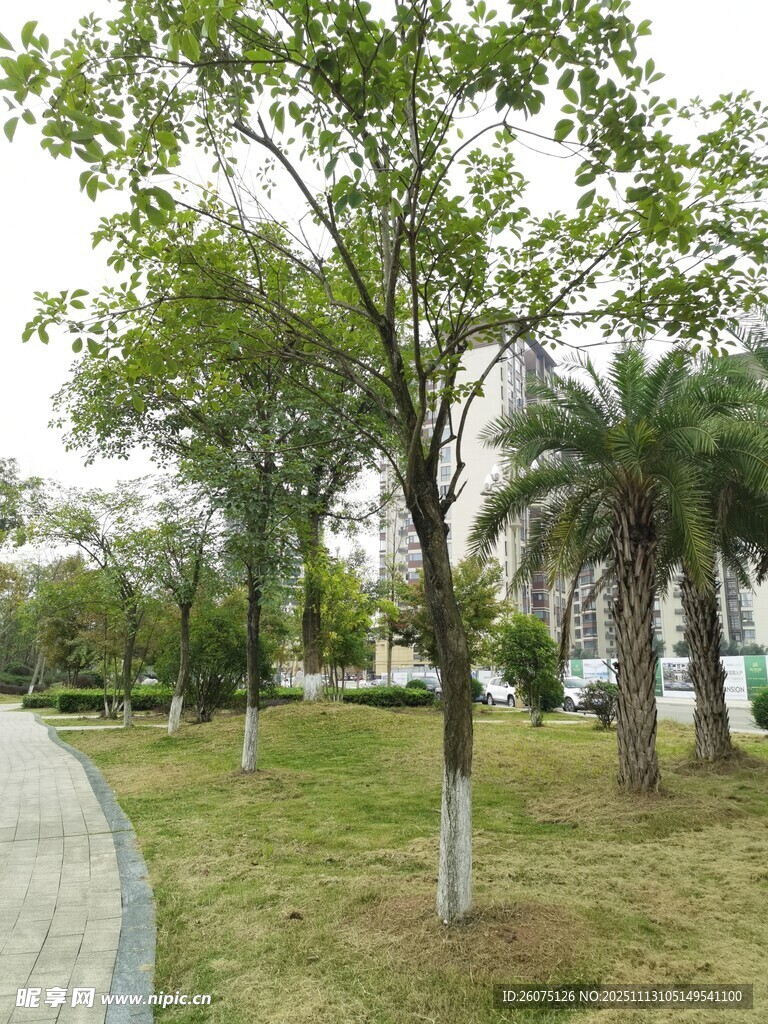 城市路边绿树成荫景观