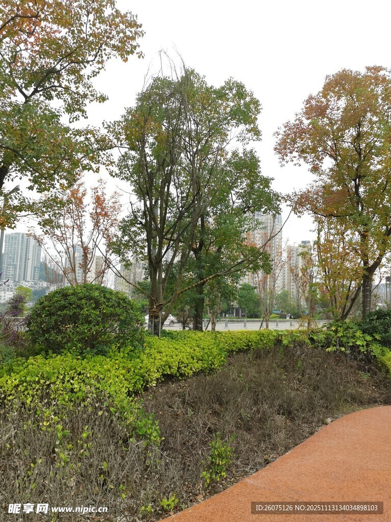 城市公园中的绿植与步道