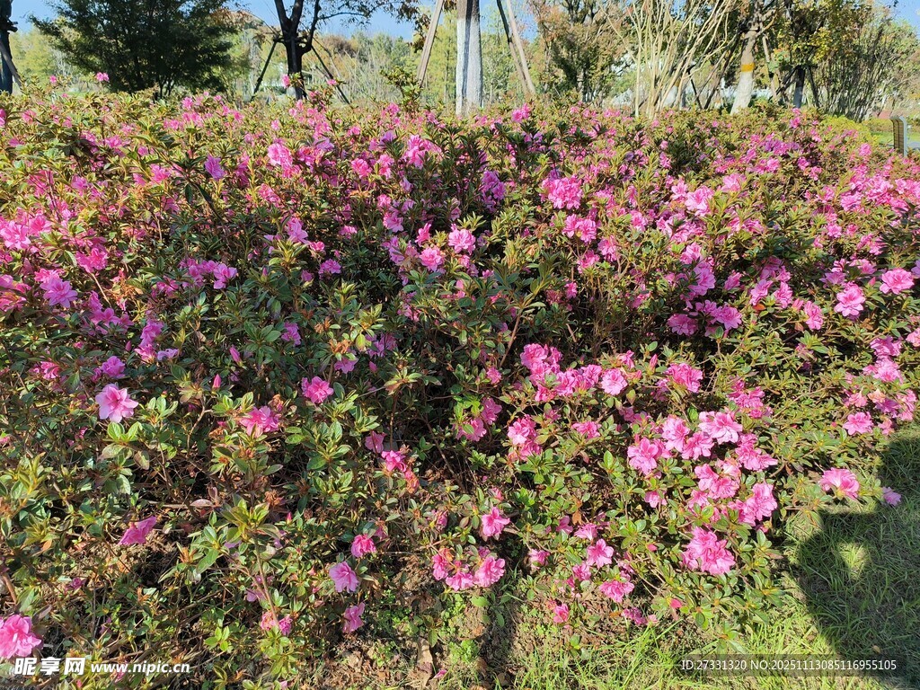 盛开的粉色花丛