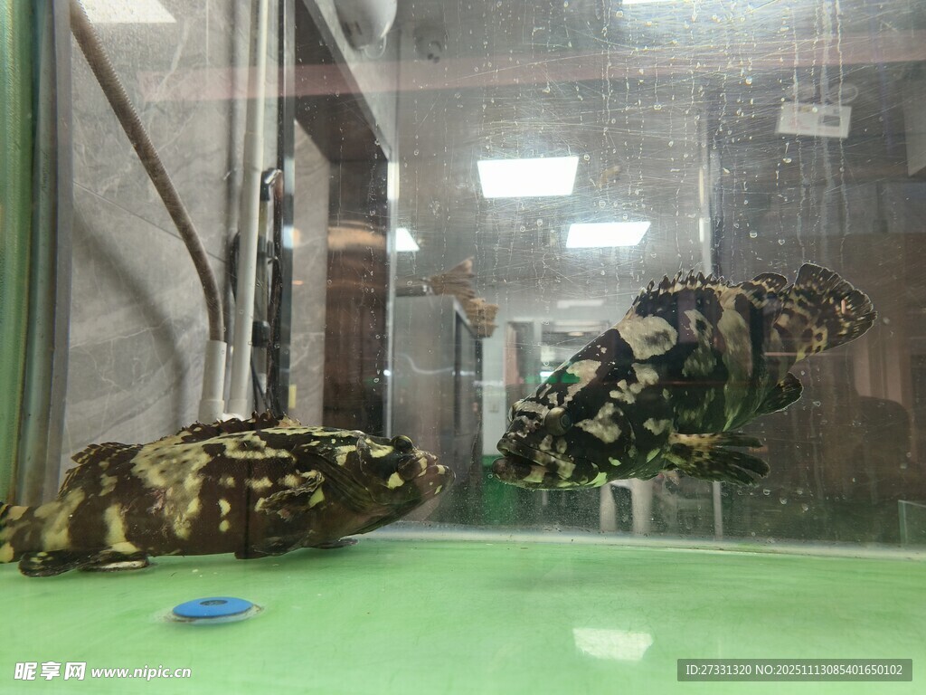 玻璃缸中的奇异两栖生物