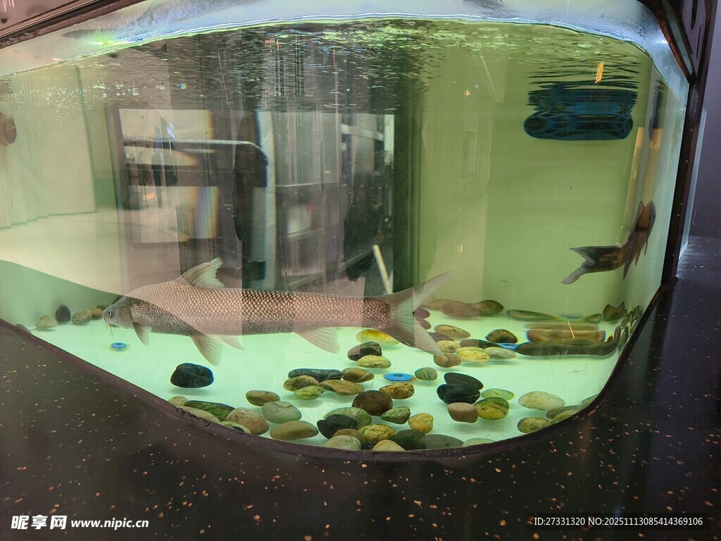 室内小型鱼缸及多彩小鱼
