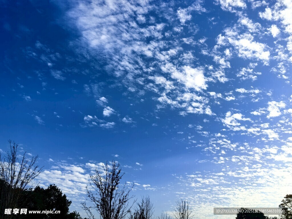 晴朗蓝天与稀疏树木