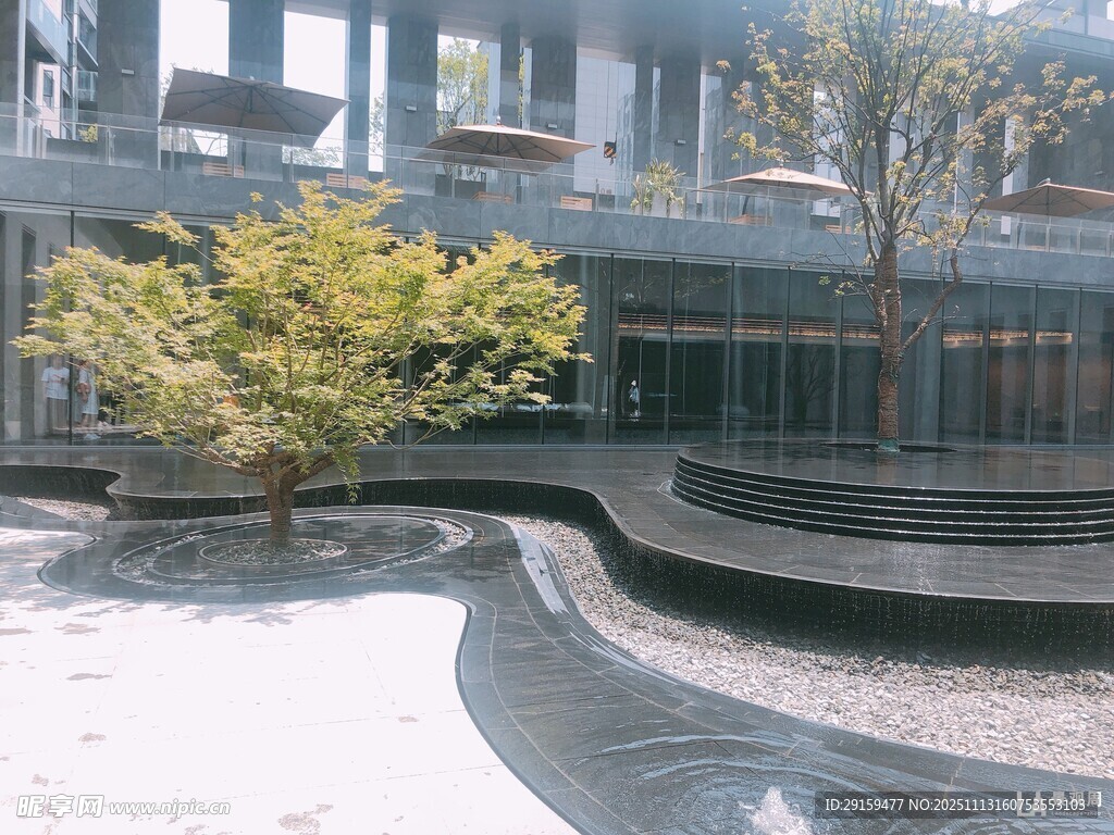 现代建筑旁的别致景观树