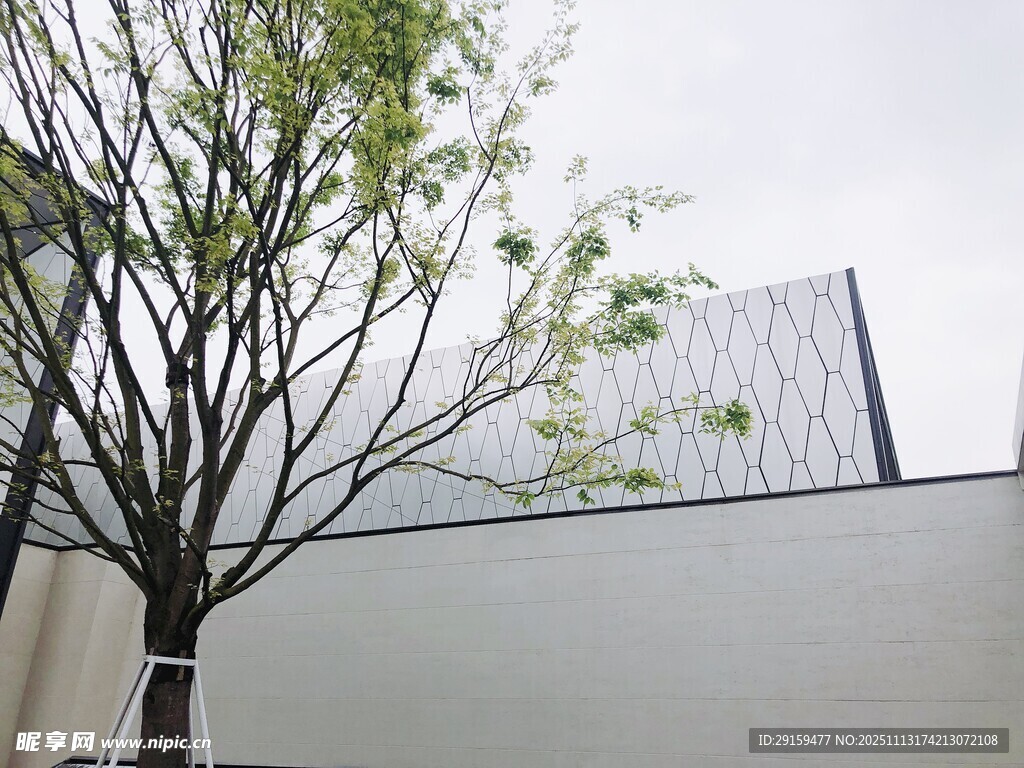 简约墙边小树景致