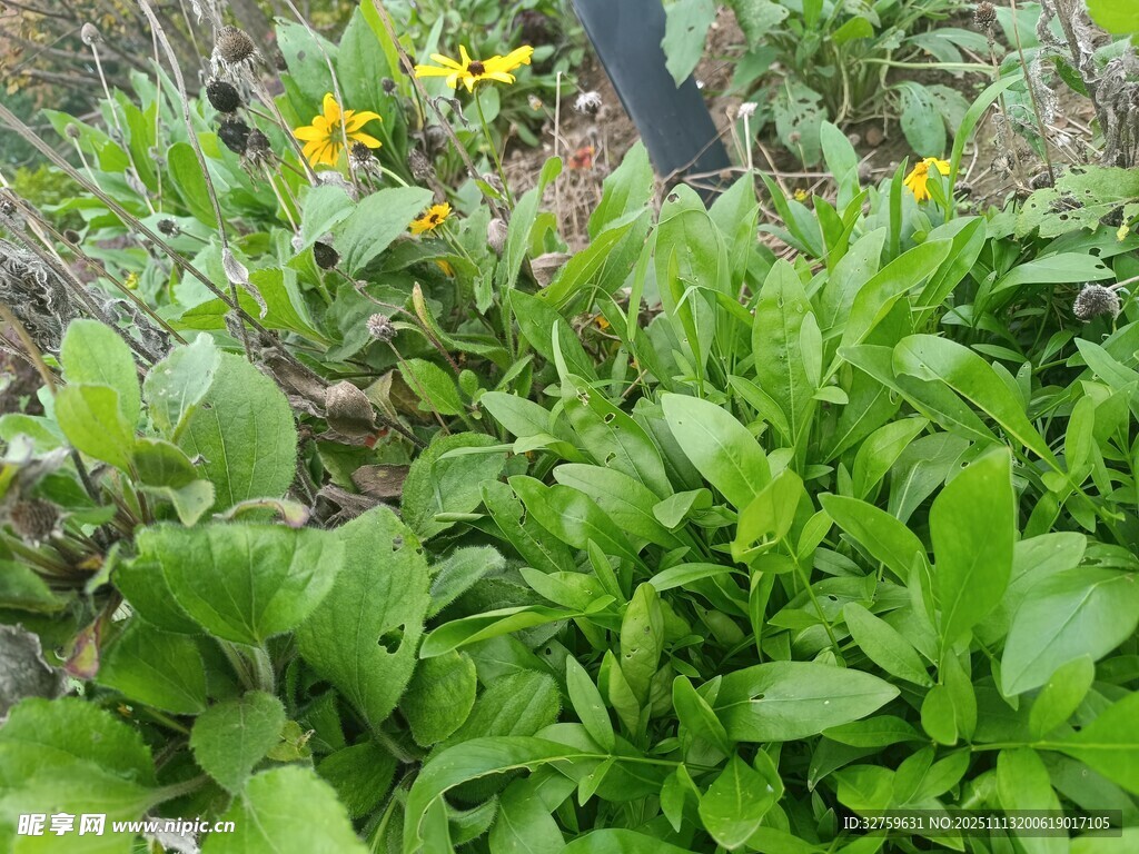 绿叶黄花的自然植物景观