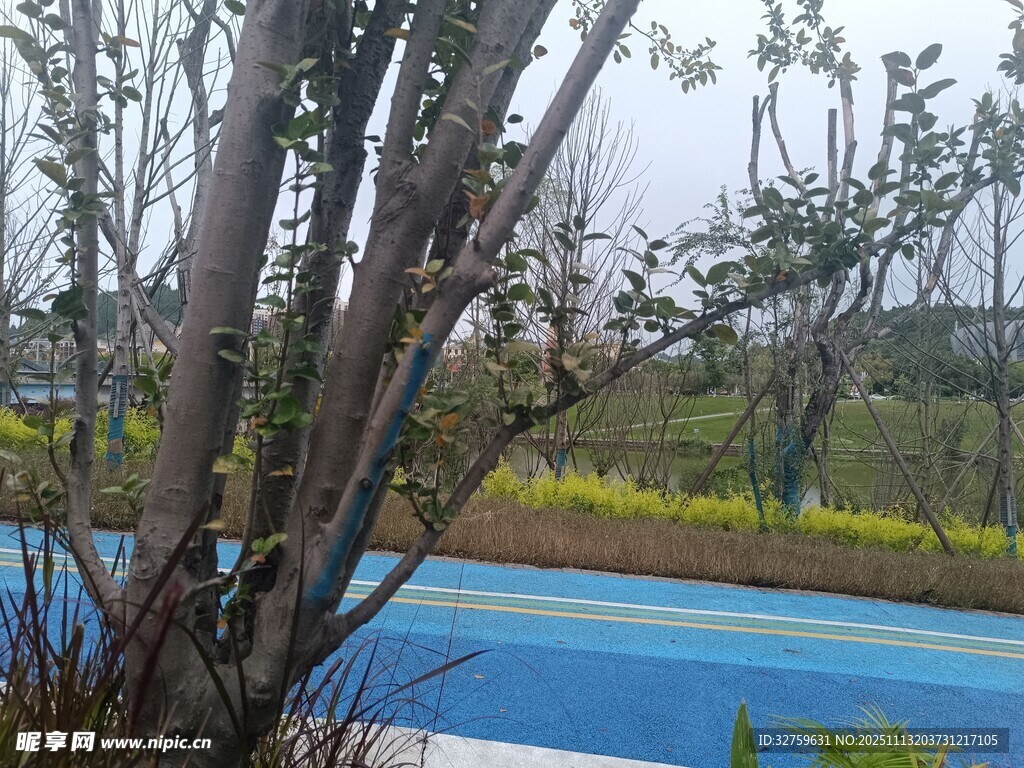 户外树木旁的蓝色步道