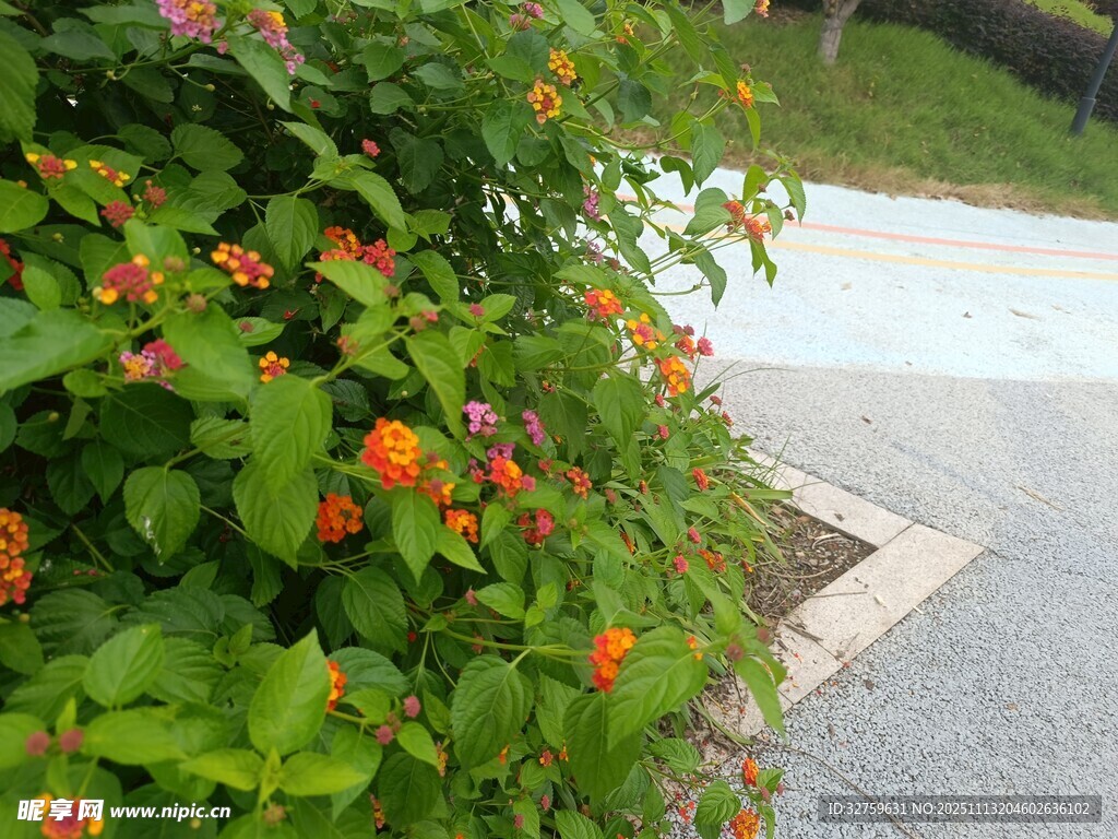 路边绽放的鲜艳小花