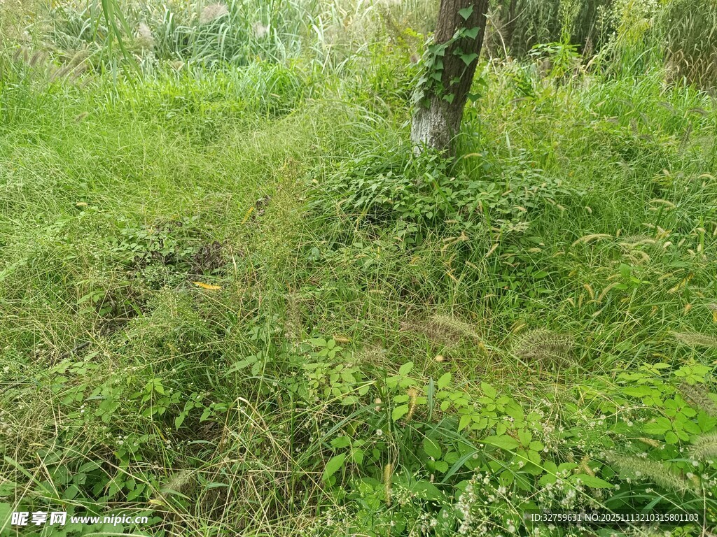 绿意盎然的野外草地