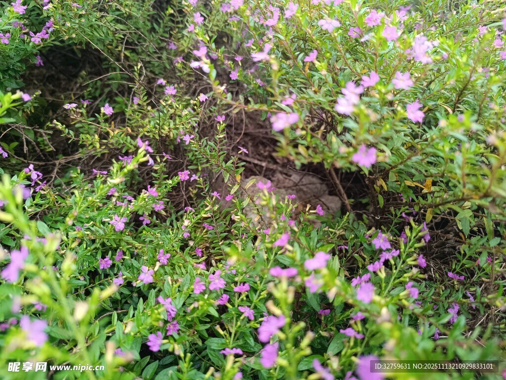 紫色小花绽放于草丛间