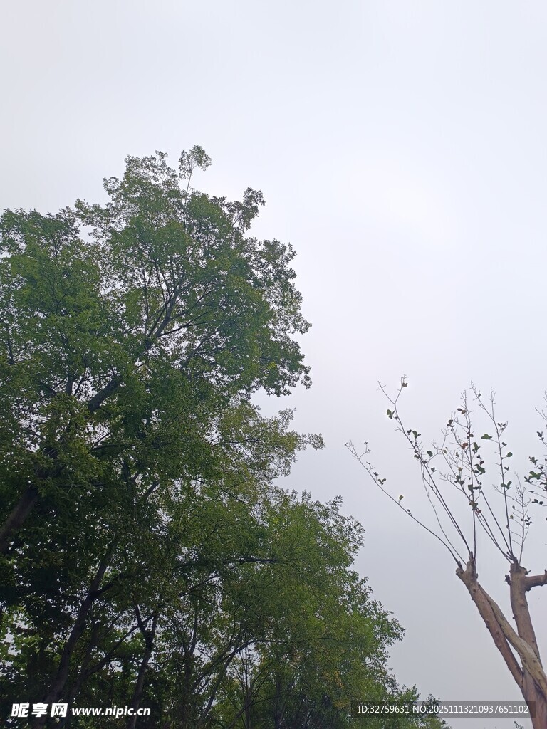 树林中的树木与天空