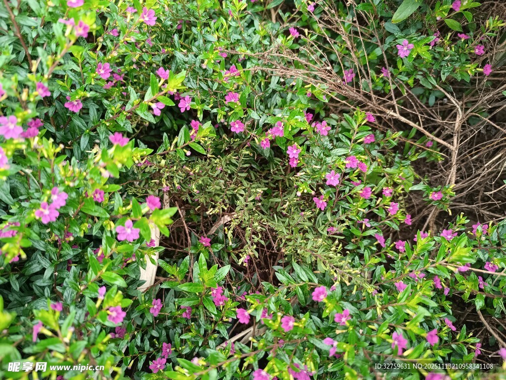 繁茂花丛中的粉紫小花
