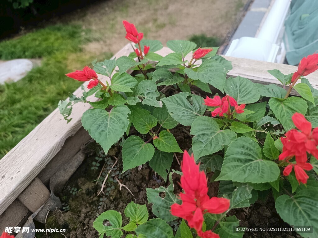 盆栽一串红绽放艳丽花朵