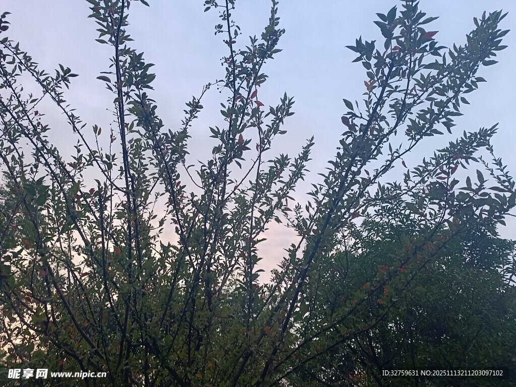 黄昏下的繁茂树木
