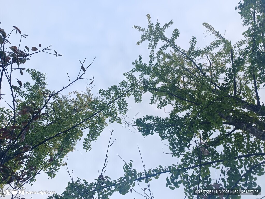 仰视视角下的繁茂树枝