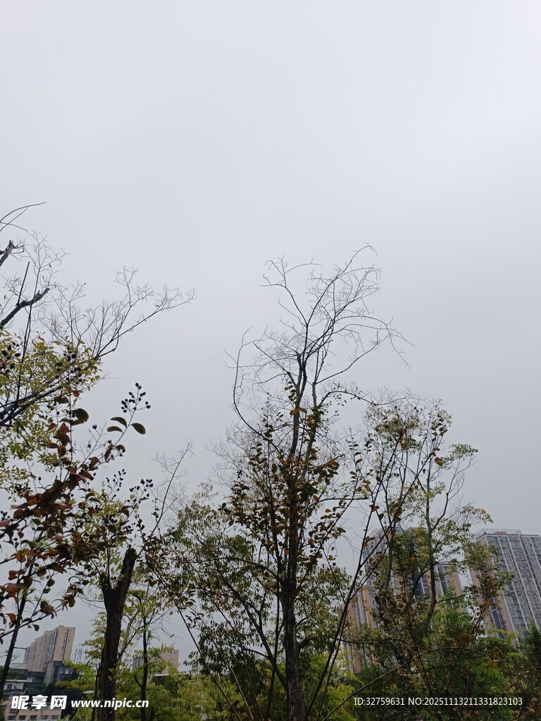 阴天中的树木景观