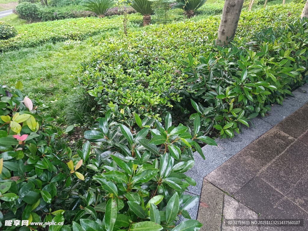 花园绿植与石板小径