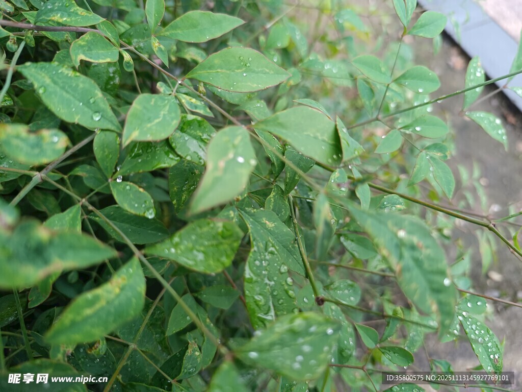 绿叶上的晶莹水珠