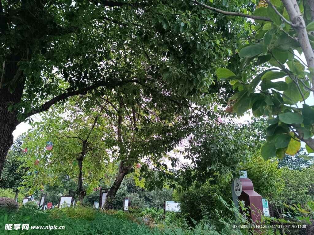 绿意盎然的林间景致