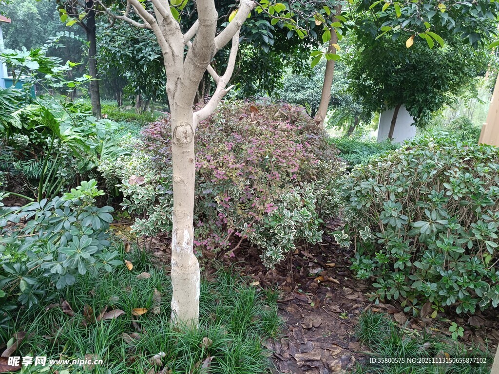 园林中枯树与绿植景观