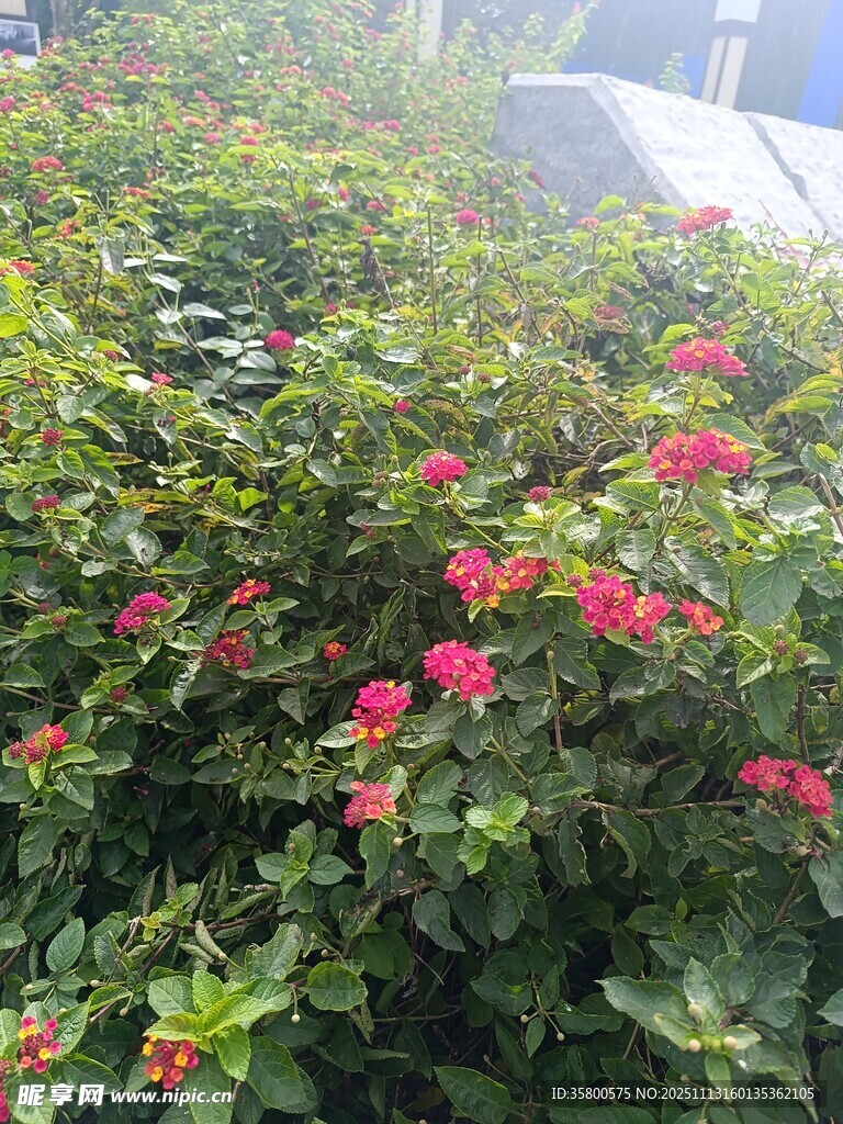 娇艳三角梅绽放绿意间