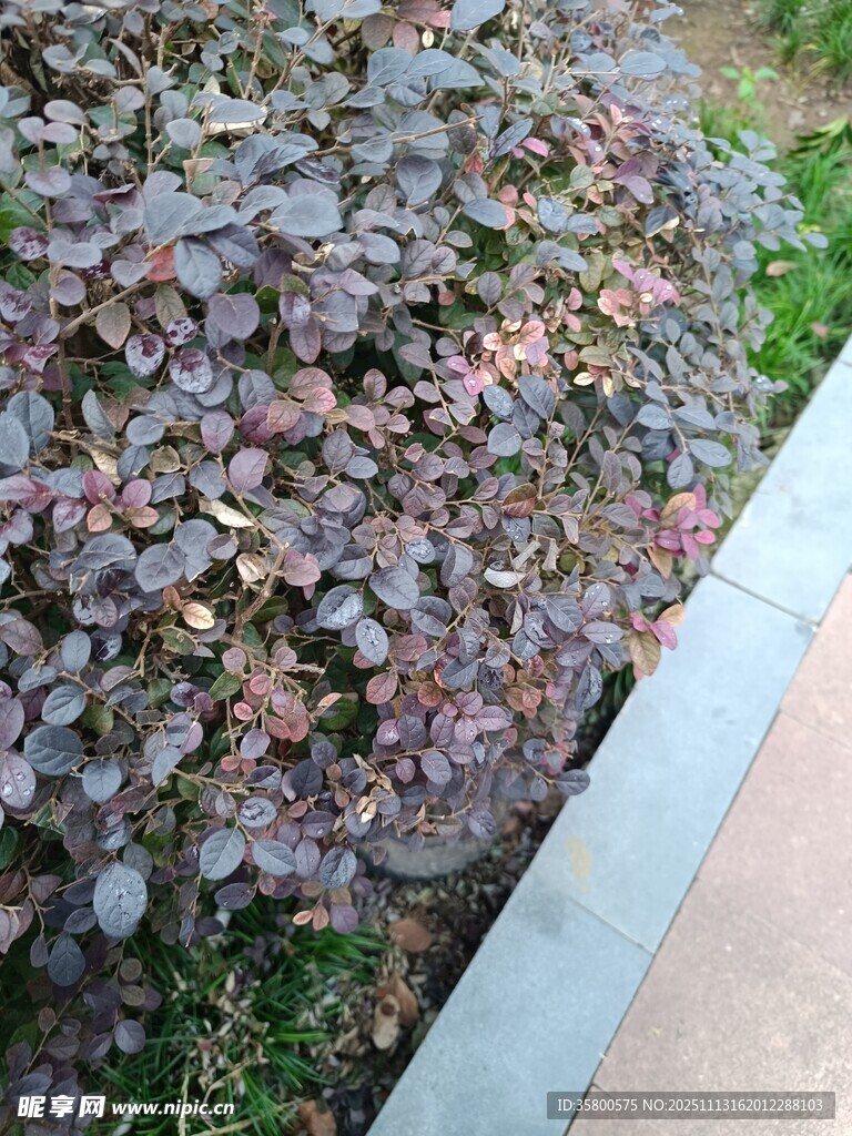 紫色灌木植物近景