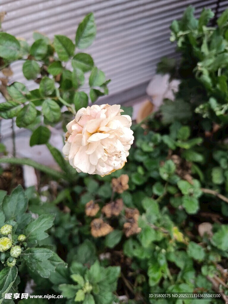 白色绣球花绽放于绿叶间