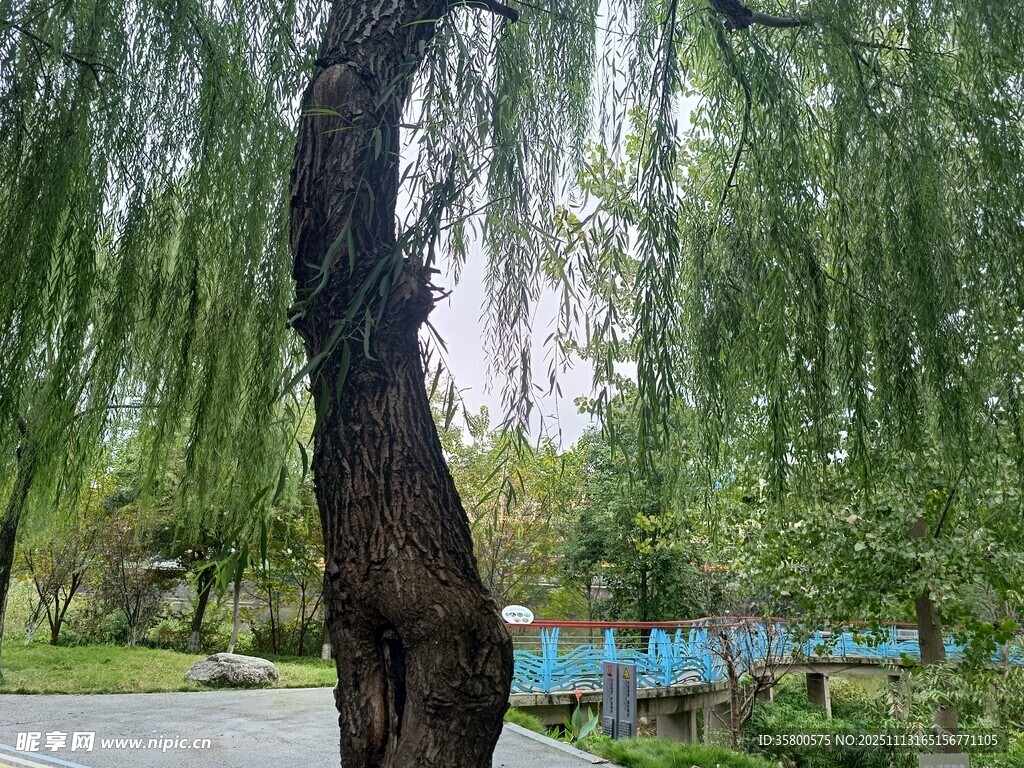 公园垂柳景观