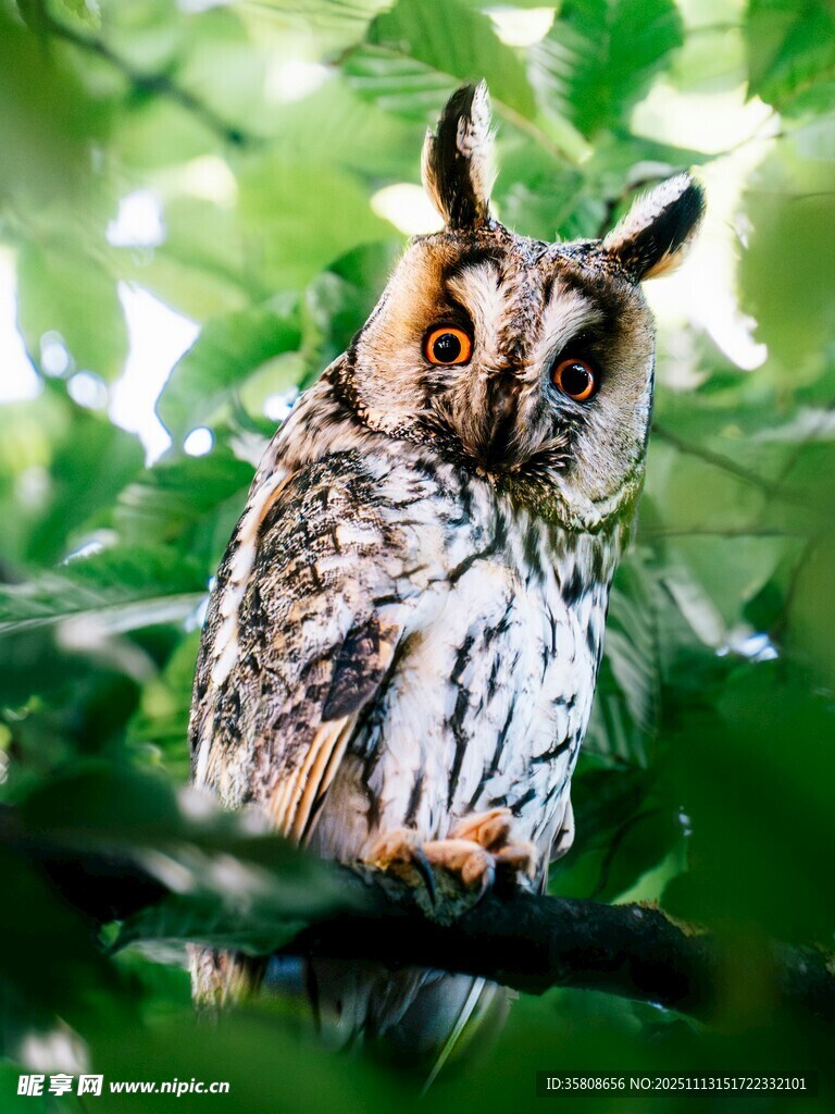 枝头的长耳猫头鹰
