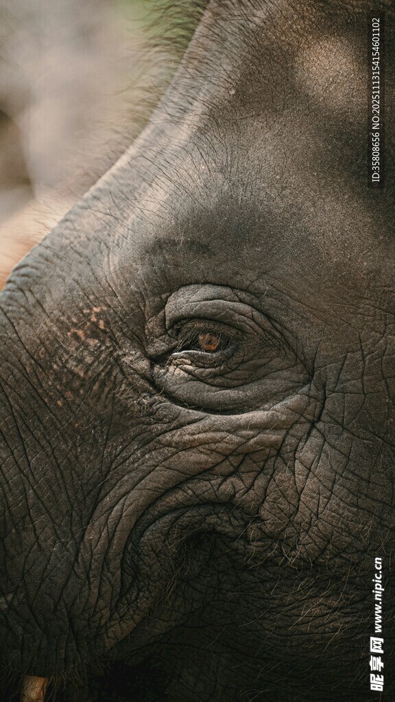 大象眼部特写
