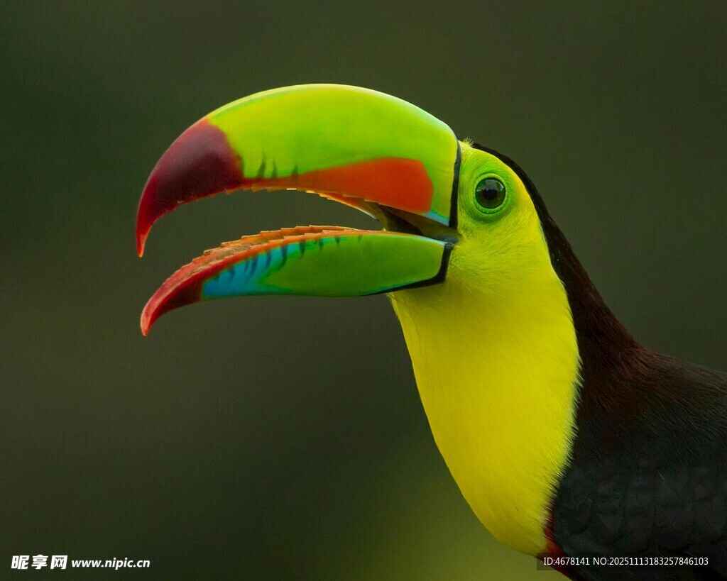多彩巨嘴鸟特写