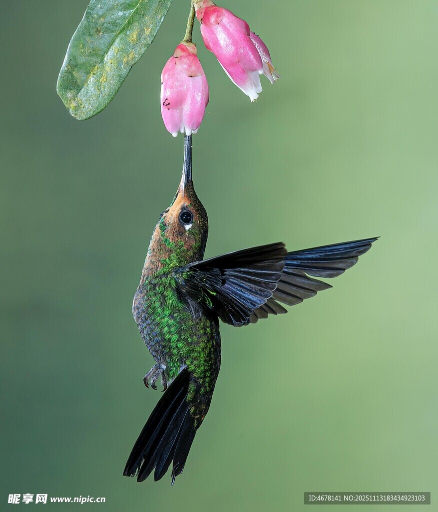 悬停采蜜的翠绿蜂鸟